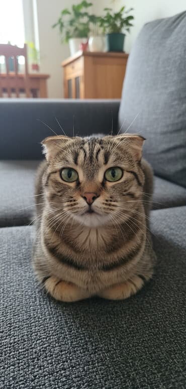 британская короткошерстная кошка золотая шиншилла: Табылган : Скотиш Фолд (Шотландиялык шалпаң кулак), Ургаачы — 1