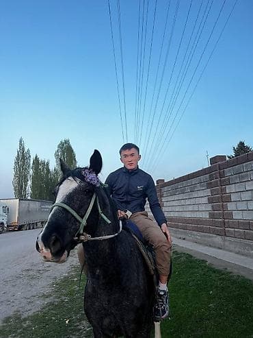 Продаю | Конь (самец) | Конный спорт | Мерин