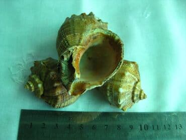 шкатулка для обручальных колец купить: Шкатулка - пепельница ракушки с Черноморского побережья
Времен СССР — 4