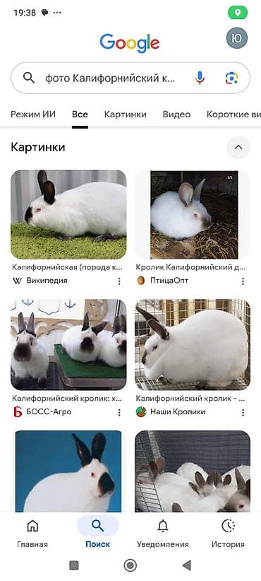куплю крольчат: Продаю | Крольчата | Французский баран | Для разведения | Племенные — 3