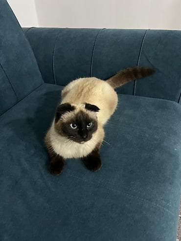 Продажа кошек: Парода Скоттиш Фолд Шотландская вислоухая кошка, 5 месяца мальчик — 4
