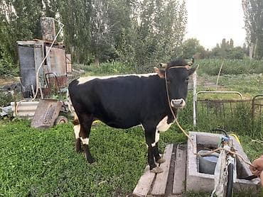 сементал бычек: Продаю | Корова (самка) | На забой — 2