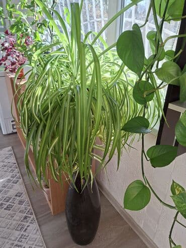 семена комнатные растения купить: Продаю цветы из своей коллекции 1. Хлорофитум 1000сом (можно с — 2