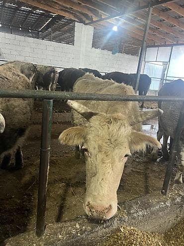 клевер красная речка: Продаю | Корова (самка) | Для разведения, Для молока — 3