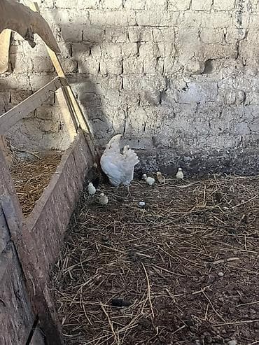 корейские куры: Продаю | Куры, Цыплята — 1