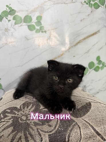Үй жаныбарлары: Скотиш Фолд (Шотландиялык шалпаң кулак), 2 айлык, Ургаачы, Лотокко барууга үйрөтүлгөн — 4
