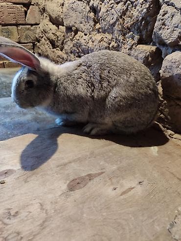 животны: Продаю | Кролик самец | Серый великан | Для разведения | Племенные — 3