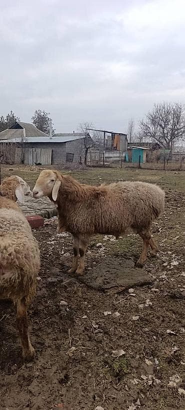 ат байтал: Продаю | Баран (самец) | Арашан | Для разведения | Племенные — 4