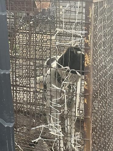 алабай даром: Щенок мальчик алабая, 6 месяцев, прошу 1000сом — 5