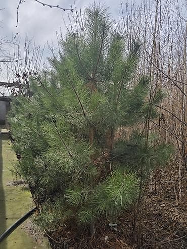 кедровые орехи цена бишкек: Голубая ель, туя колоновидная, береза, крымская сосна, можевельник — 1