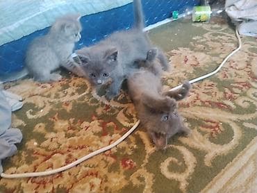 котята каракол: Котята домашние, игривые и общительные. Описание: - Окрас: серый — 5