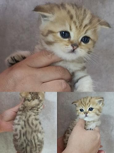 котенок шиншилла цена: Продажа. чистокровный шотландский котенок скотиш страйт в окрасе — 1