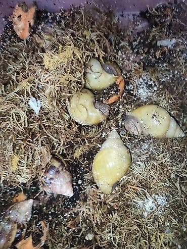 чарба буюмдары: Продаются улитки ахатина фулика и ретикуляты.(2-4месяца) домашние — 9