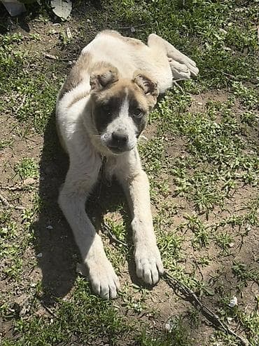 самый лучший сильный умный собака: Щенок крупной породы, окраса бело-рыжий с темной маской на морде — 2