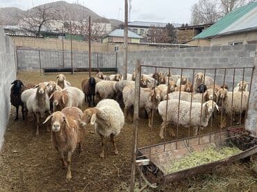 продаю кролов: Продаю | Овца (самка) | Арашан | Для разведения | Матка — 10