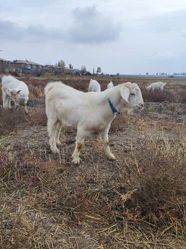 отдам собаку в хорошие руки бишкек: Продаю | Козёл (самец) | Для разведения | Осеменитель — 4