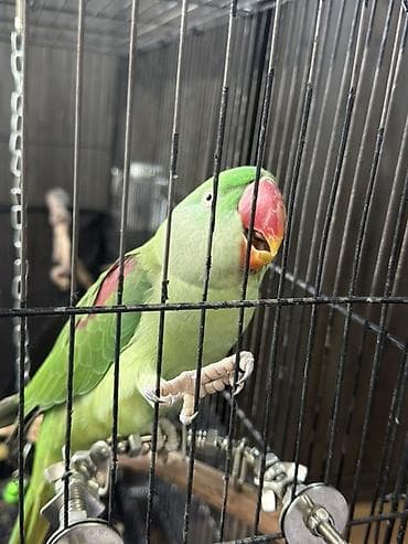 сколько стоят попугаи: Попугай Александрийский (зелёный, крупный) в комплекте с клеткой и — 3