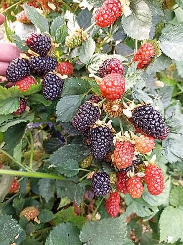 слива ягоды: Ежевика — 1