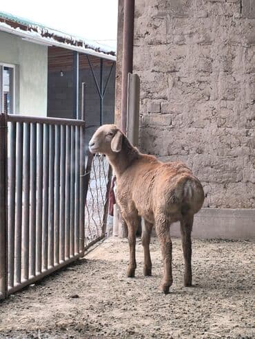 кой арзан: Сатам | Козу | Арашан | Көбөйтүү үчүн | Токту — 8