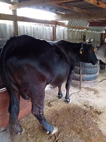 кошка мышык: Сатам | Уй (ургаачы) | Сүт алуу үчүн | Байланган — 2