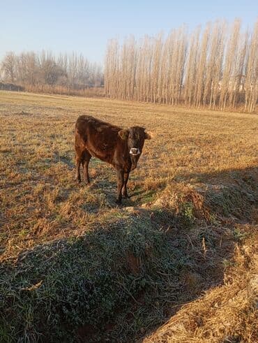 коой: Продаю | Музоо, торпок — 2