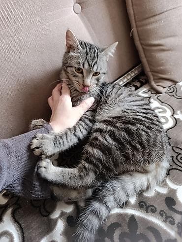 кот кошка: Кошка породы типа «русская голубая» (серо‑графитовая шёрстка — 9