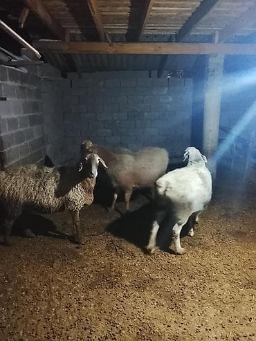 Айыл-чарба жаныбарлары: Сатам | Ургаачы кой (ургаачы) | Көбөйтүү үчүн | Ургаачы — 2