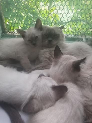 Продаю котят сиамской породы не дорого.Два мальчика и одна — 6