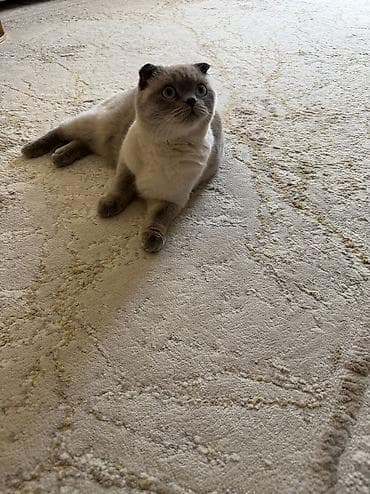 Мышыктар сатылат: Шотландский вислоухий кот (Scottish Fold), окрас поинт с серо-голубыми — 3