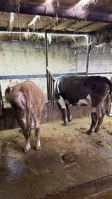 кассавый ящик: Продаю | Тёлка | На откорм | Племенные — 1