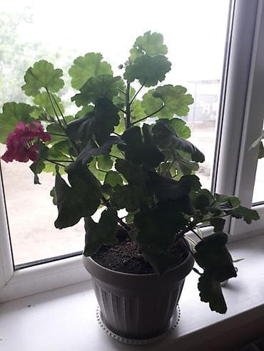 лампы для выращивания растений: Комнатное растение — пеларгония (герань) в горшке. Описание: - — 2