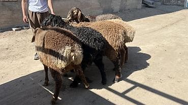 дойный каровы: Продаю | Баран (самец) | Для разведения — 3