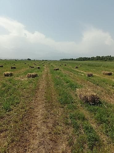 собака бишкек: Продам сено в тюках, разнотравье. С поля, самовывоз — 1