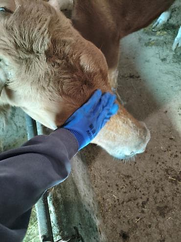 арабские лошади цена: Продаю | Корова (самка) | Для молока | Привязанные — 4