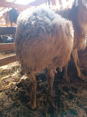 Продаю | Овца (самка) | Эдильбаевская | Для разведения | Племенные