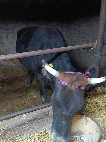 Үй жаныбарлары үчүн товарлар: Экинчи туут жакын бооз кунажын сатылат характери жакшы, жоош теппей — 1