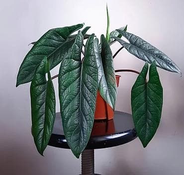 Клубни алоказии Скальпрум (Alocasia scalprum) - Реальные клубни для — 1