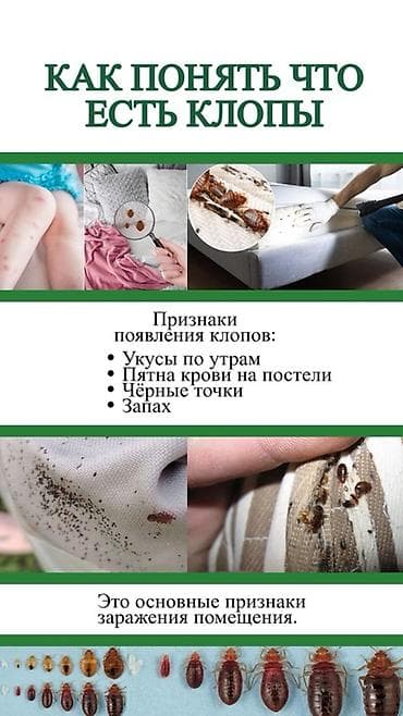 Клининговые услуги: Профессиональная дезинсекция от тараканов — DEZEXPERT Что предлагаем — 9