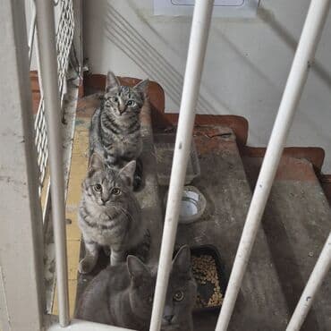 кошка домашняя: 3 месяца, Девочка — 1