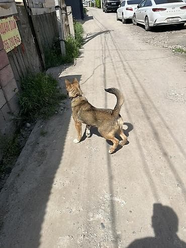 сколько стоит бельгийская овчарка: Малинуа(бельгийская овчарка) возможен торг,либо обмен на другую собаку — 3