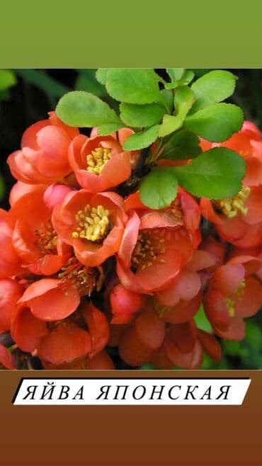 вьющиеся розы бишкек: Декоративные кустарники для сада! - спирея японская - спирея -спирея — 3