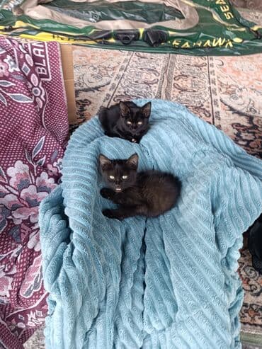 объявления о найденных животных: Мышык бекер берилет: Породасыз, 4 айлык, Эркек, Курттардан тазаланган — 1