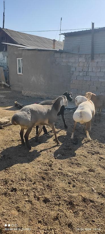 грил козу: Продаю | Баран (самец) | На забой, Для разведения | Племенные — 9