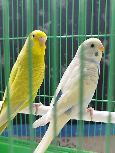 попугай жако цена бишкек: Ассаламу алейкум Папугайлар пара🦜 сатылат! Клеткасы+корм менен✅ — 3