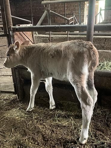 попугаи кара балта: Продаю | Тёлка | Швицкая | Для разведения, Для молока | Искусственник — 1