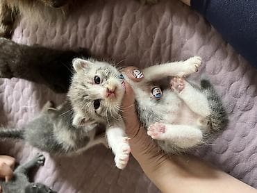 Ищем ответственные руки для шотландских котят и для её мамы