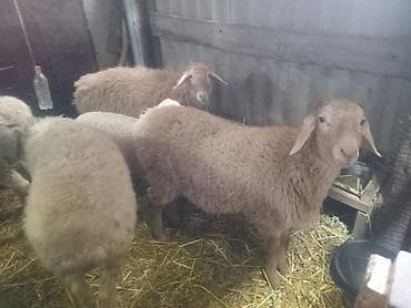 коты сфинкс: Продаю | Овца (самка) | Романовская | Для разведения | Ярка — 4