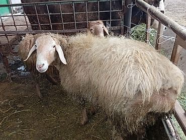афганский баран: Продаю | Баран (самец) | Для разведения | Матка — 3