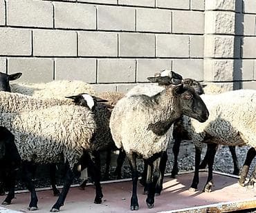 токмок продажа: Сатам | Ургаачы кой (ургаачы), Козу, Кочкор (эркек) | Гиссар, Арашан, Романовская | Көбөйтүү үчүн | Асыл тукумдуу, Бооз, Ургаачы — 1