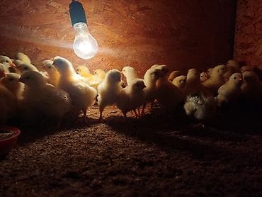 бенгальские кошки бишкек: Продаю | Цыплята | На забой, Несушки — 6